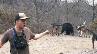 THREE BIG BEAR in ONE DAY  Bear Hunting with Hounds [upl. by Haeel]