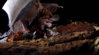 Frogeating Bats Smithsonian Scientist Rachel Page [upl. by Htebazileharas]