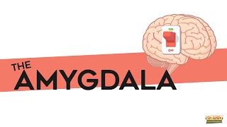 What is the amygdala [upl. by Ahgem106]