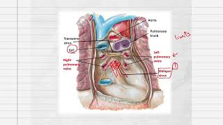 Pericardium Anatomy CVS [upl. by Cormick689]