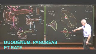 Anatomie du duodénum pancréas et rate Abdomen 2 [upl. by Mareld]