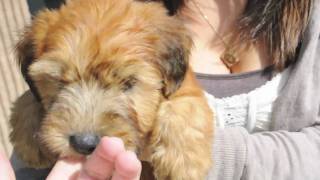 Waldo the Wheaten Terrier [upl. by Akeemahs587]