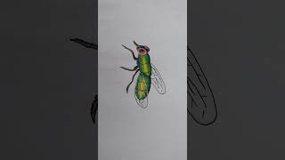 Housefly [upl. by Haraz218]