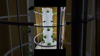 Update on Indoor and Outdoor Plants Using Tower Garden [upl. by Daniele]