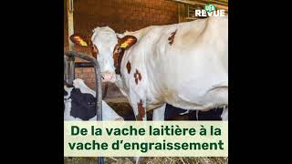 De la vache laitièreà la vache d’engraissement [upl. by Lamek]