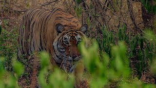 Deers Close Call with a Tiger  BBC Earth [upl. by Ajin214]