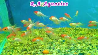 Red Cap Gold Fish  Red Cap Oranda Goldfish [upl. by Artemahs]