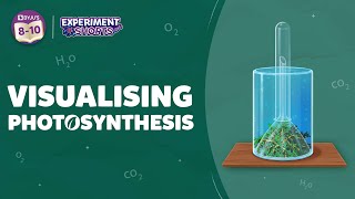 Visualizing Photosynthesis Class 10  How Photosynthesis Take Place in Plants  ExperimentShorts [upl. by Lluj]