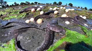 Top Video fisherman catch a lot of fish and pick a lot of duck eggs in field in muddy water by hand [upl. by Yenahteb]