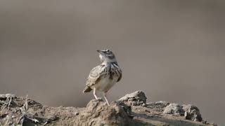 Crested Lark Call [upl. by Capps]