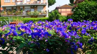 Ripararsi dal sole con una Ipomea gigante blu [upl. by Crooks]