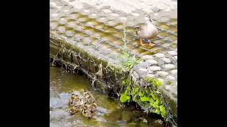 Babies flexible thinking Ducklings Amazing wild animals [upl. by Yeltsew292]