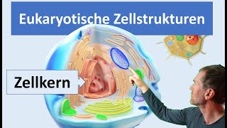 Eukaryotische Zellen Pflanzenzelle und Tierzelle mit ihren wichtigsten Zellstrukturen Organellen [upl. by Bohlin]