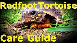 Redfoot Tortoise CARE GUIDE  Tips and Tricks  Enclosure and Diet  Animal Highlight Ep 2 [upl. by Cassy]