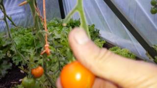 Tomato Sungold F1 the most tasty in the world [upl. by Hcir370]