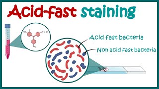 ACID FAST STAINING  Acid fast organisms  Bacterial Staining Technique  Microbiology [upl. by Birdt]