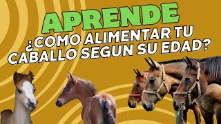 ¿COMO ALIMENTAR LOS CABALLOS SEGÚN SU EDAD [upl. by Esor]