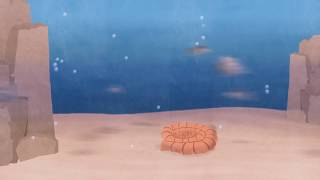 How an ammonite becomes a fossil [upl. by Theodoric]