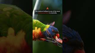 You Wont Believe How Many Rainbow Lorikeets Call Australia Home [upl. by Ware]