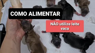 COMO AMAMENTAR FILHOTES RECÉM NASCIDOS [upl. by Garin]