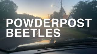 DeBoer Pest Control  Powderpost Beetles  VLOG 09 [upl. by Latrice]