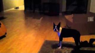 Boston Terrier Barking [upl. by Nimajneb]