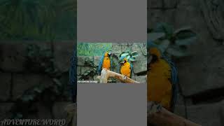 Macaw birds life🦜🦜🥰🥰 forest forestsounds viralvideo shorts short video viralshorts [upl. by Mick178]