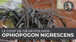 Le coup de cœur dOlivier  ophiopogon Nigrescens [upl. by Euqinommod]