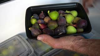 Storing and Transporting Figs For Farmers Markets [upl. by Craw665]