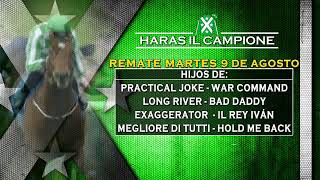 Remate 2022 Haras Il Campione Martes 9 de Agosto Futuros Campeones [upl. by Pouncey]