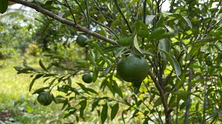 PAANO MAGMARCOT NG CITRUS backyard garden [upl. by Clarissa325]