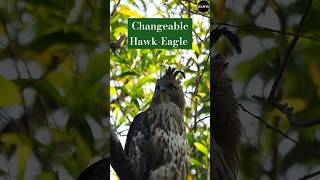 Changeable HawkEagle pray hunting birds reels nature superman dccomics wildlife music [upl. by Nelle116]