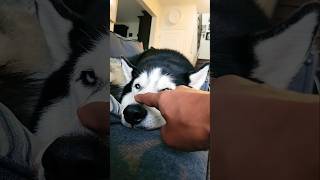 drakethehusky husky allthingshusky cuteanimal huskylife puppy doglover pets [upl. by Acimaj802]