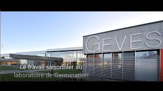 Travail saisonnier au Laboratoire de Germination de la SNES du GEVES [upl. by Tonye56]