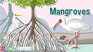 Mangroves – Guardians of the Coast [upl. by Adnuhser]