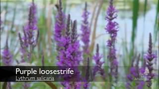 How to identify purple loosestrife Lythrum salicaria [upl. by Nosmirc]