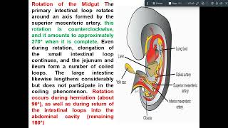 development of midgut amp hindgut [upl. by Emlynn]