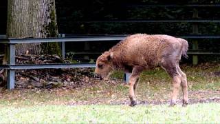 Junges Wisent im Tierpark Oberwald September 2015 [upl. by Sunda]