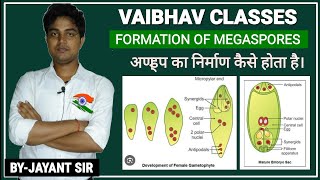 दीर्घ बीजाणु जनन क्या है। Structure and formation of Ovuleअण्डप का निर्माणभ्रूणपोष क्या है [upl. by Moir]