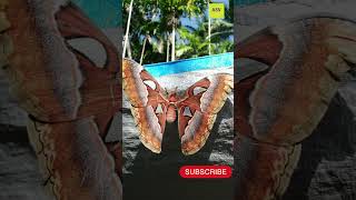 Atlas Moth seen in village todayAndamanviral [upl. by Akitnahs]