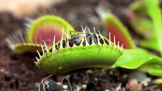 Top 10 Deadly Carnivorous Plants That Eat Insects and Animals Will Shock You [upl. by Endres293]