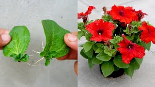 Grow Petunia from leaves  How to grow petunias [upl. by Ameekahs]