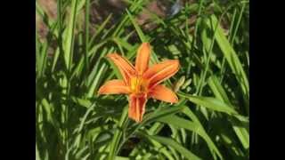 Plant portrait  Daylily Hemerocallis fulva [upl. by Stanzel789]