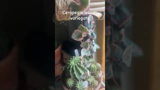 Ceropegia woodii variegata succulent houseplants plant indoorplants [upl. by Gnof]