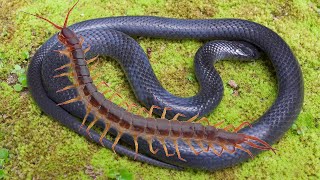 Giant Centipede kills a Snake in just 3 minutes [upl. by Mallin]