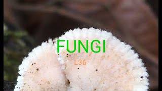 fungal tissue  Plectenchyma Prosenchyma  Pseudoparenchyma  Scletorium fungal tissues NEET PGT [upl. by Stacia353]