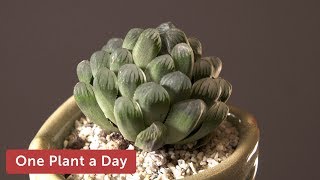 Haworthia cooperi var truncata Houseplant Care – 355 of 365 [upl. by Yelnet913]