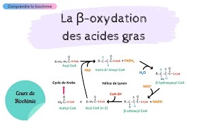 MÉTABOLISME DES LIPIDES  La bêtaoxydation des acides gras  Partie 1  Biochimie Facile [upl. by Bauer]