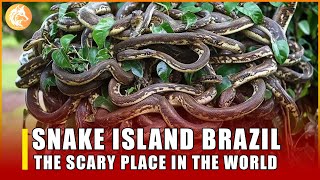 SNAKE ISLAND BRAZIL  THE SCARY PLACE IN THE WORLD [upl. by Eilis]