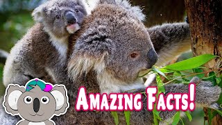 WILD Koala Facts for Kids 101 [upl. by Buckie]